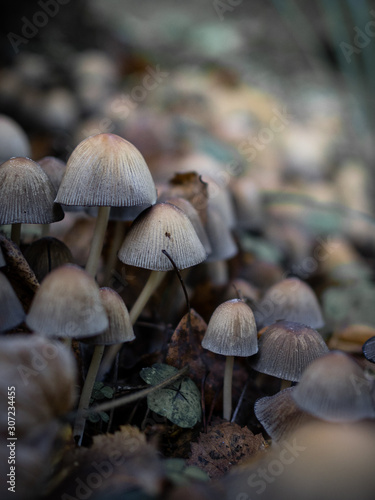 A bunch of small-cap magic mushrooms in the forest that look like psychodelic photo