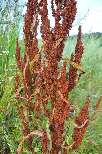 Part of a sorrel bush (Rumex confertus) growing in nature with dry seeds on the stem photo