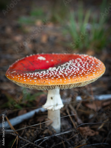 Amanita muscaria mushroom in the autumn forest. Edible psychedelic fungi with red cap and white dots. Fly agaric mushrooms. photo