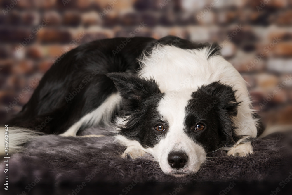 Fototapeta premium Silver christmas gifts on blue background