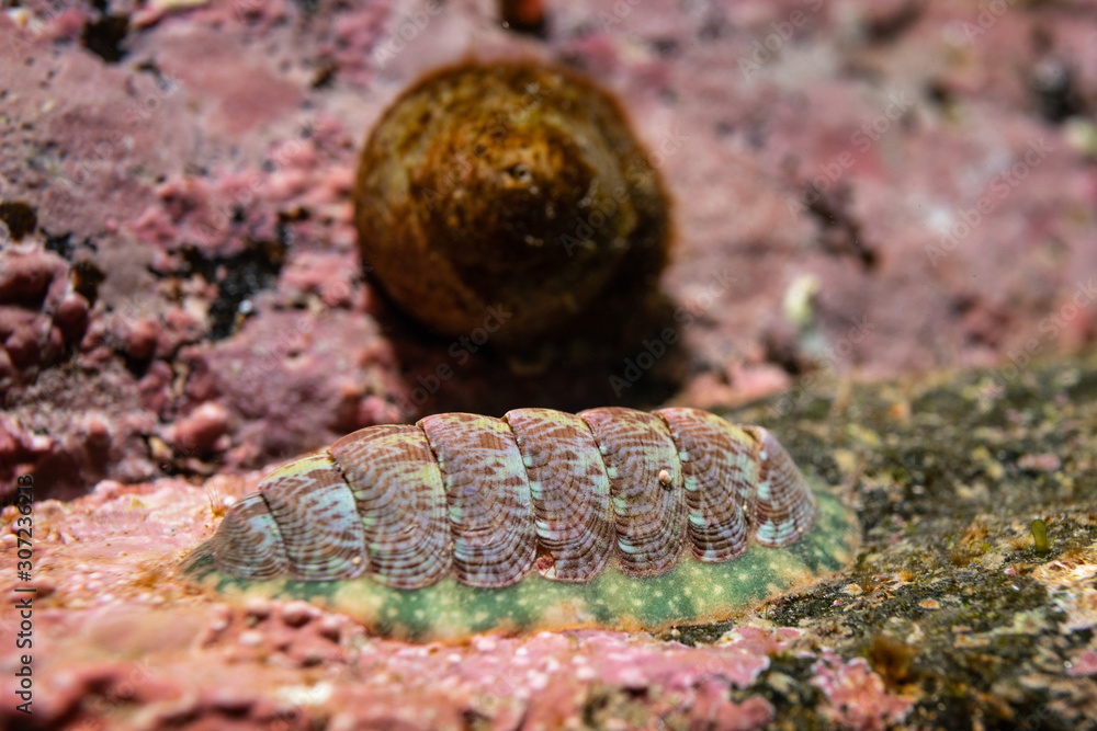 mollusc on the rock underwater