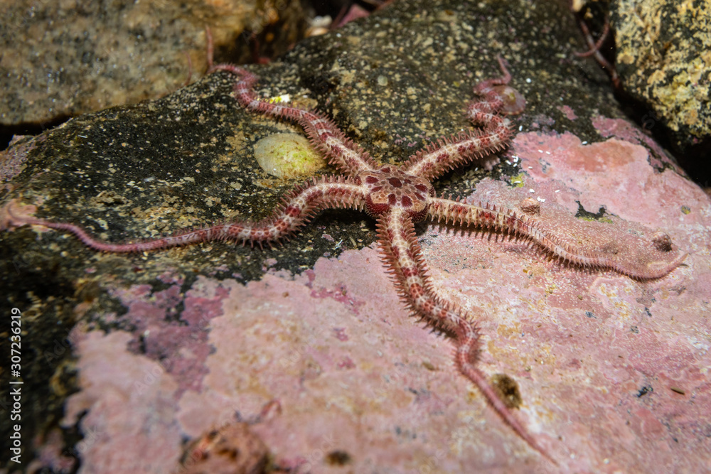 ophiuroid on the rock underwater ophiuroid on the rock underwater