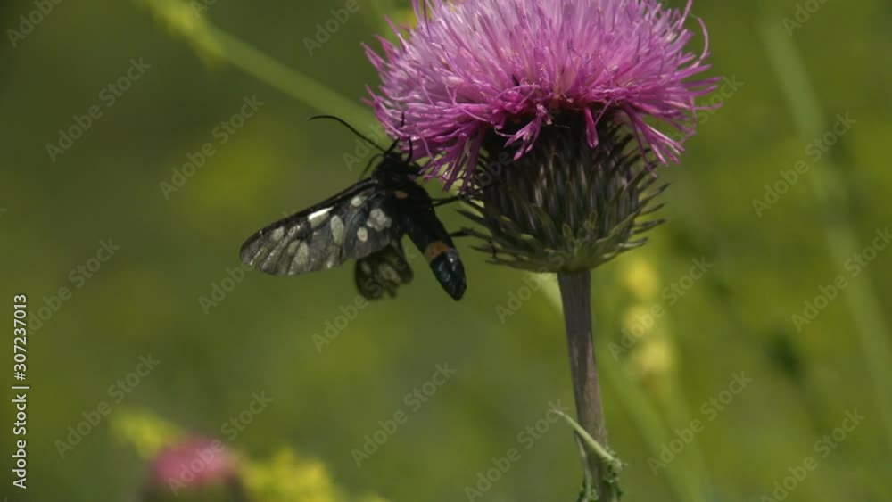 Nine-spotted moth or yellow belted burnet (Amata phegea, formerly Syntomis phegea) is moth in Erebidae sitting on thistle bud. Macro view insect in wildlife Nine-spotted moth or yellow belted burnet (Amata phegea, formerly Syntomis phegea) is moth in Erebidae sitting on thistle bud. Macro view insect in wildlife