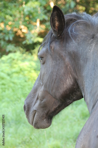 cheval profil