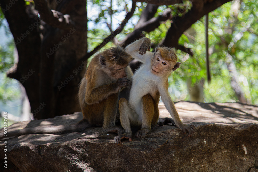 Cute macaque family in the wild forest; Monkeys in a natural habitat Cute macaque family in the wild forest; Monkeys in a natural habitat