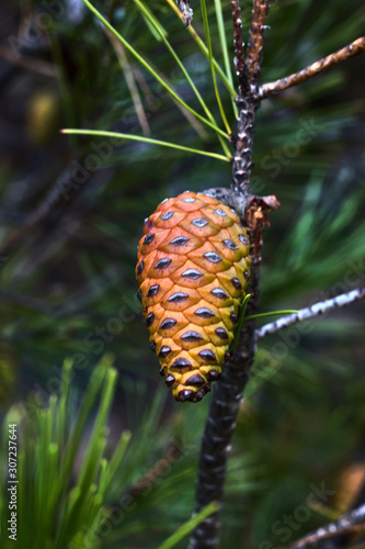 Small pineapple on the branch of a pine
