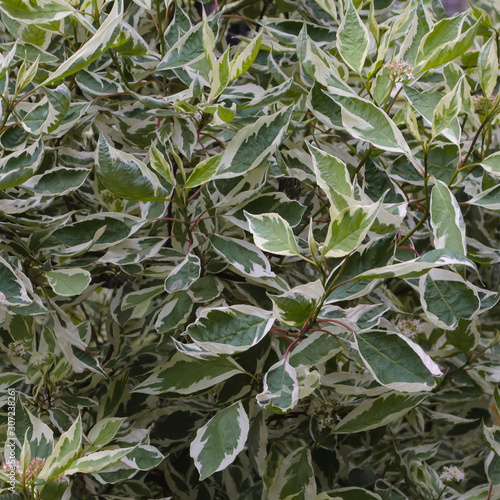 Cornus alba (red-barked, white or Siberian dogwood) is a species of flowering plant in the family Cornaceae. Cornus alba leaves background.