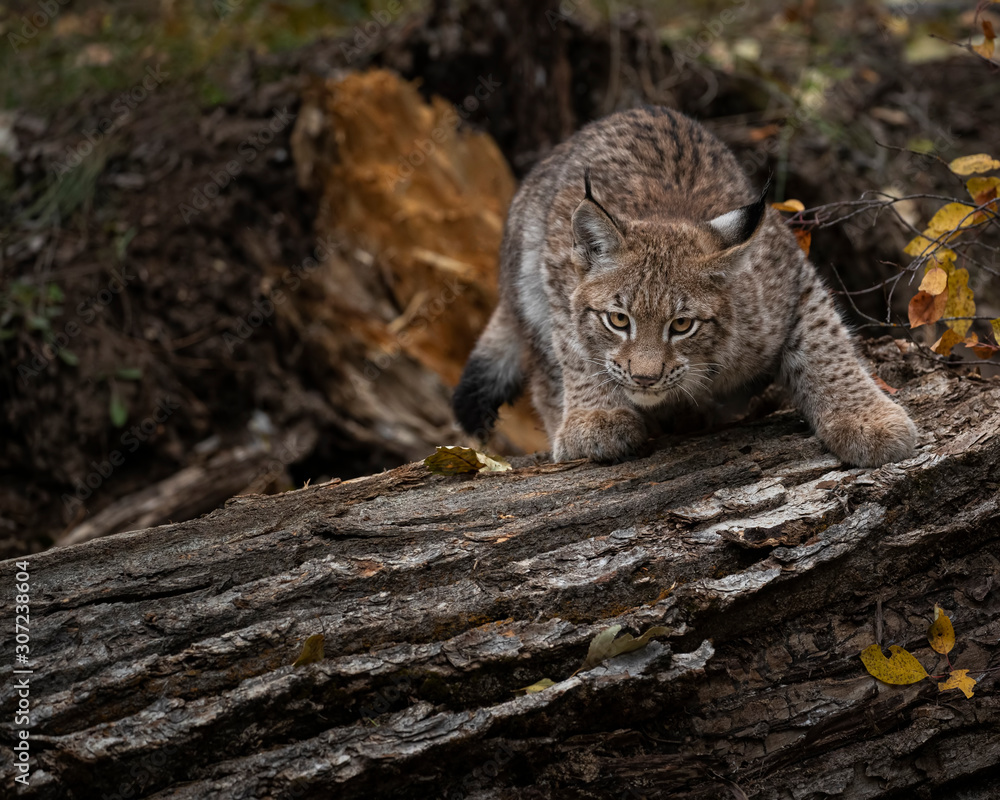 Fototapeta premium Siberian Lynx Kitten in Autumn Colors Kalispell Montana USA