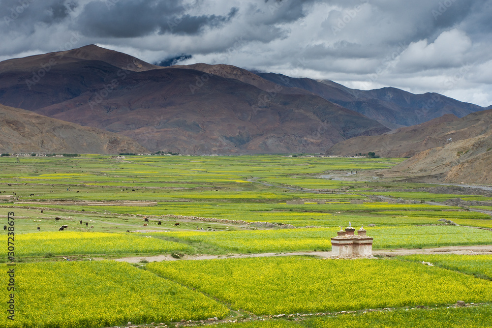 rapeseed field near Sakya, Tibet
