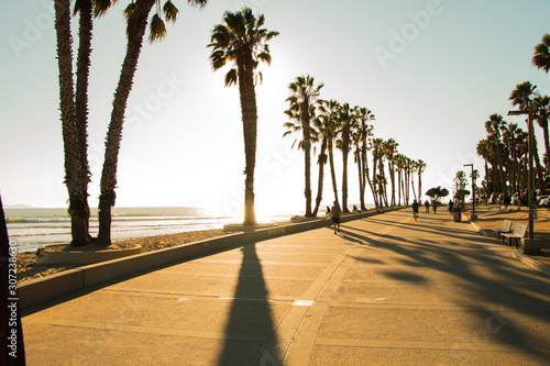 palmeras en una tarde californiana