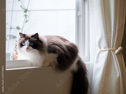 Cut rag doll cat inside a house