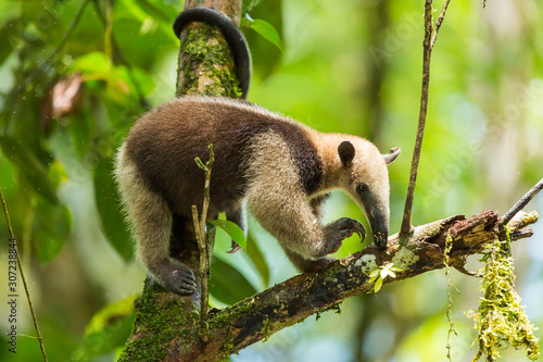 Bild auf Leinwand Tamandua in Tortuguero National Parc