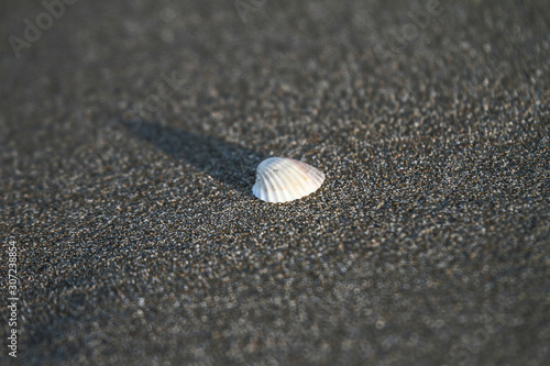 shell on sand beach in italian tirrenean coastline,Tuscany, Marina di Grosseto, Castiglione Della Pescaia, Italy photo