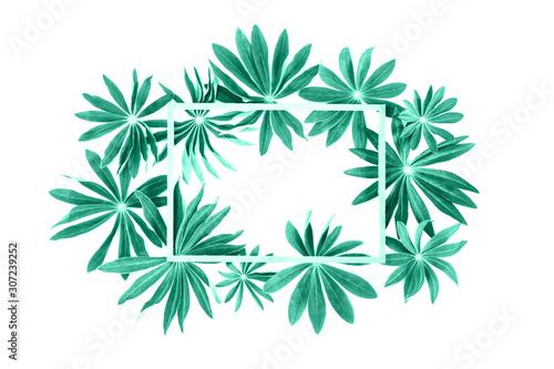 Exotic biscay green lupin leaves with wooden frame or border with copy space isolated on white background. Green  eco nature spring summer concept