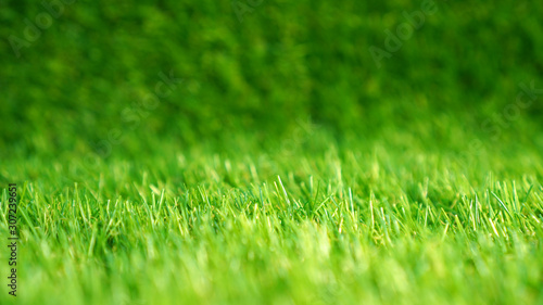 Wallpaper Mural Artificial grass in a garden. Artificial turf background. Torontodigital.ca