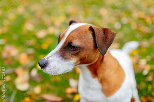 Closeup view on a Jack Russell Terrier in outdoor
