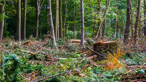 scenery of the liesbos forest in Breda during deforestation for upkeep, tree stump of a cut down tree and branches photo