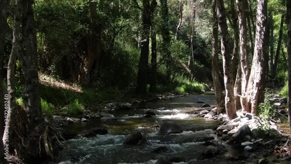 Surreal pullback between the trees over a forest river with a dreamlike fantasy feel. Surreal pullback between the trees over a forest river with a dreamlike fantasy feel.