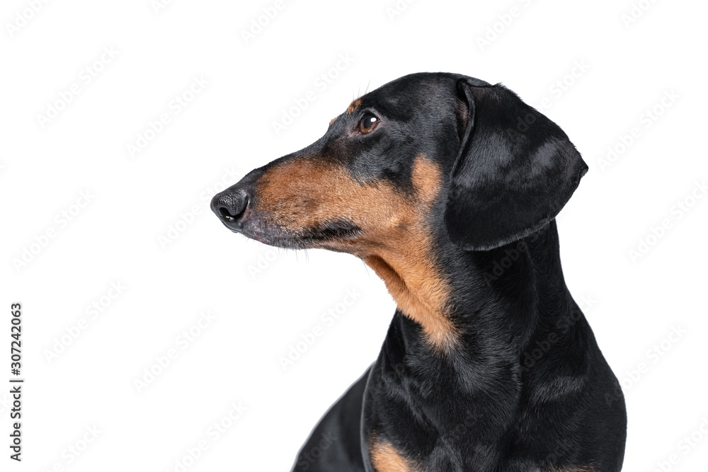 dachshund portrait, black and tan, adult side view portrait isolated on white background