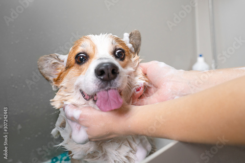 Fotografia Funny portrait of a welsh corgi pembroke dog showering with shampoo
