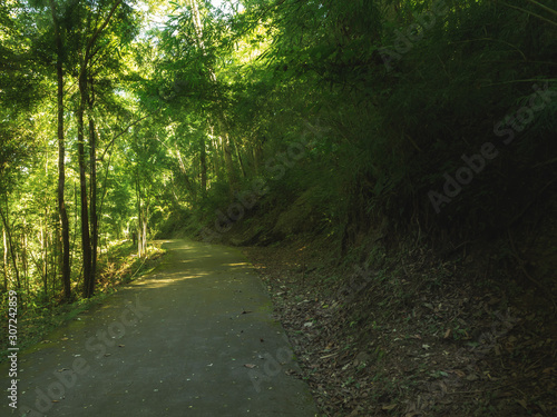 Pathway with trees