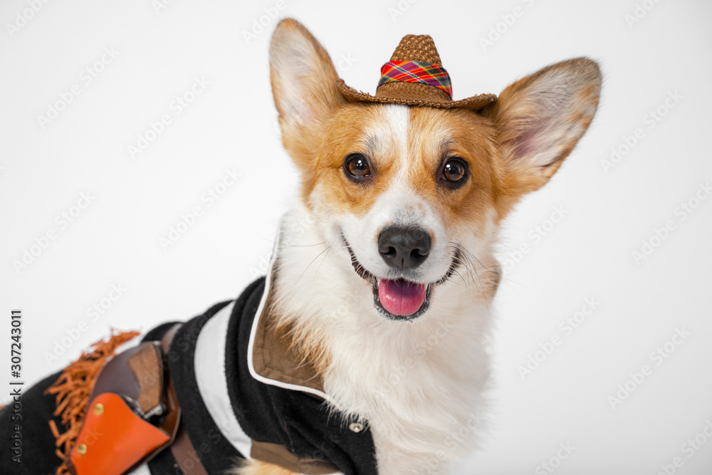 Funny cute red and white corgi smiling looking at the camera