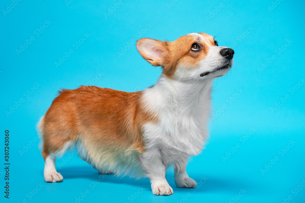 portrait of amazing healthy and happy smart pembroke welsh corgi looking up in the photo studio on the blue background. portrait of amazing healthy and happy smart pembroke welsh corgi looking up in the photo studio on the blue background.