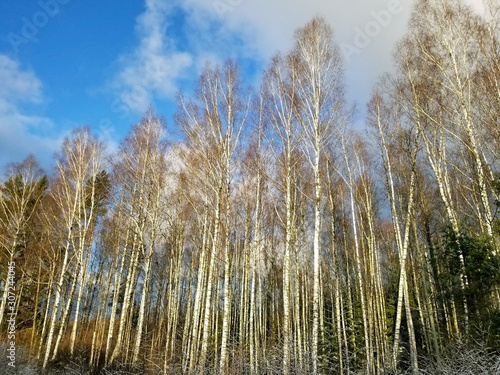 View of a winter birch forest against a blue sky