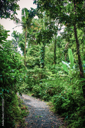 path in the rainforest