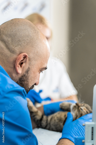 Veterinarians carry through. an ultrasound examination of a domestic cat