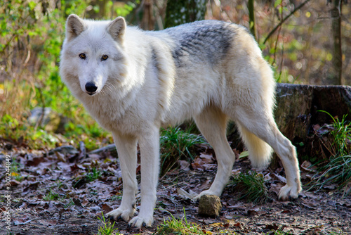 Hudsonbay Wolf