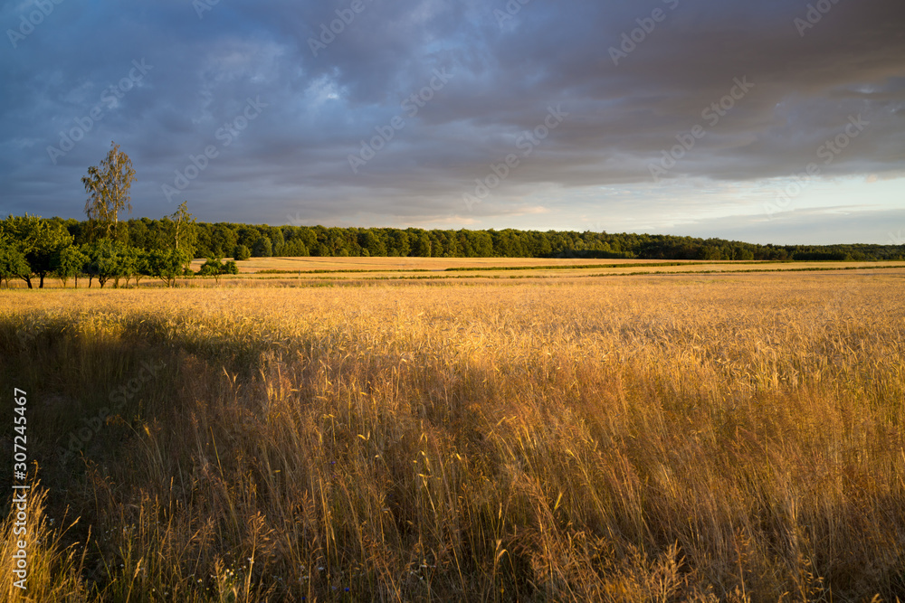 grain fields near Lipce Reymontowskie, Poland