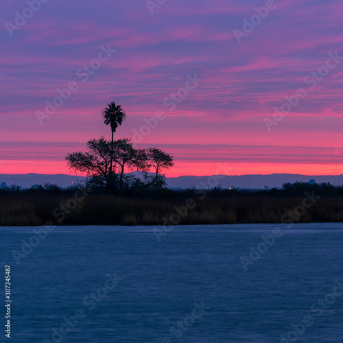 sunrise at the marina of a palm tree 