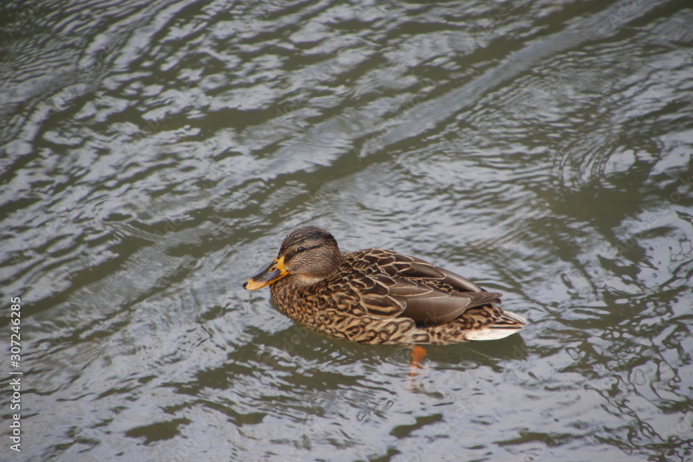 Wild duck on the river Wild duck on the river