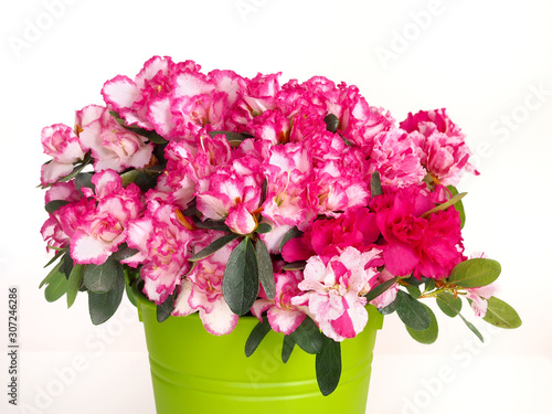 Pink and white azalea flower in green pot on white background