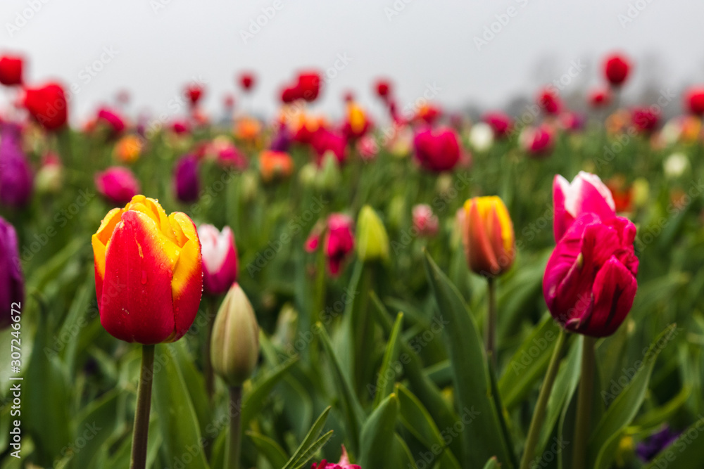 Detail view on multiple Hollandian tullips