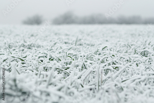 cold white landscape of snow-covered fields, green grass, village in winter, concept of seasonal changes in nature, snowfall, weather, climate