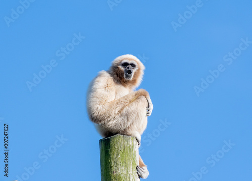 Fényképezés Gibbon monkey on a tall pole