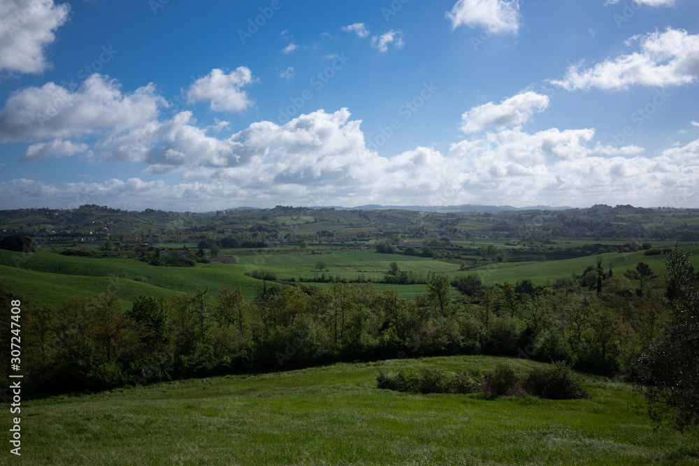 Obraz premium Italian vineyard