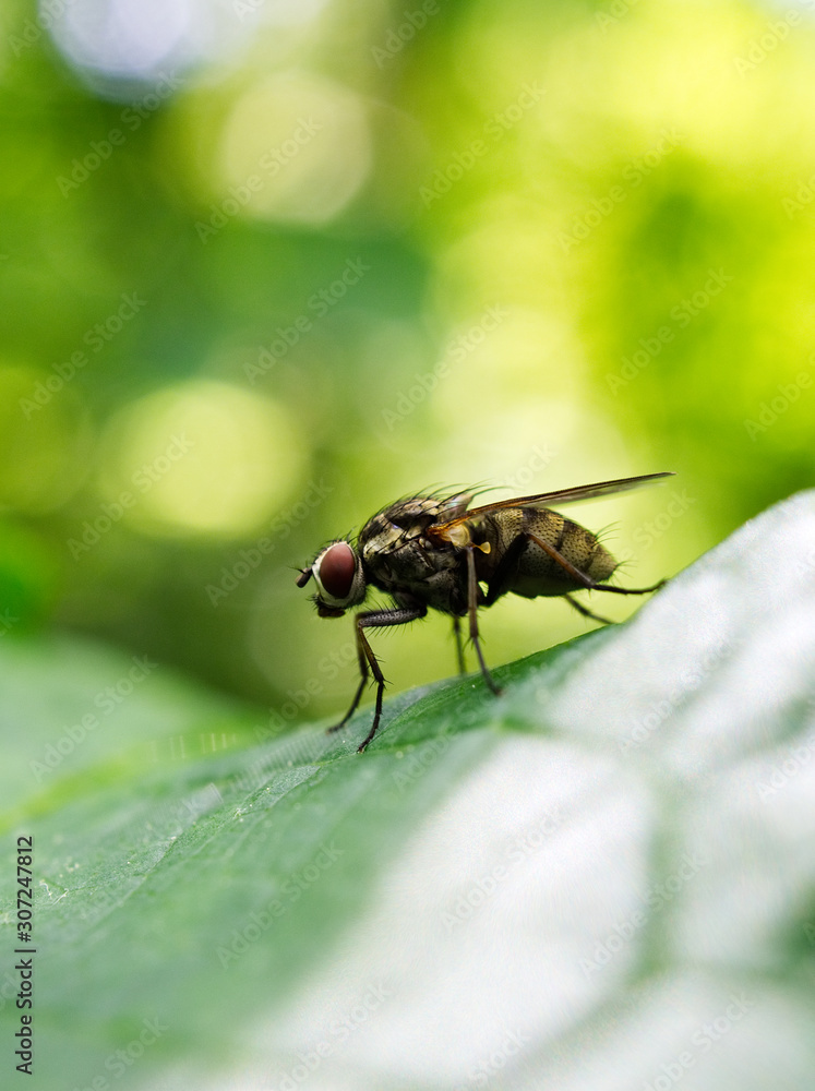 fly on leaf fly on leaf
