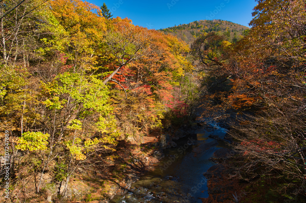 トムラウシの紅葉 トムラウシの紅葉