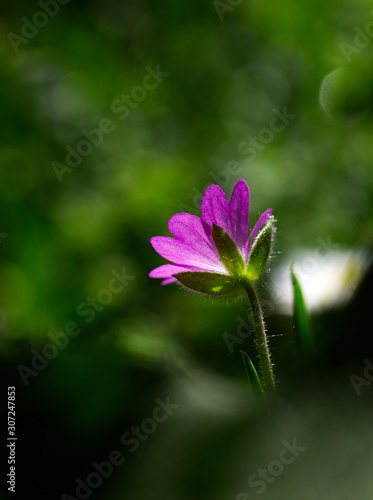 flower in garden