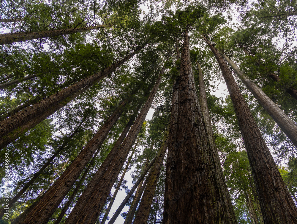 Fototapeta premium Arcata Community Forest