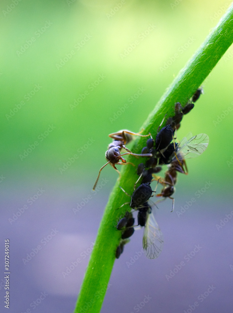ant on leaf ant on leaf