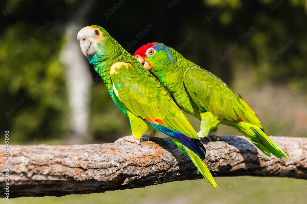 Green yellow red parrots, sitting on a branch Green yellow red parrots, sitting on a branch