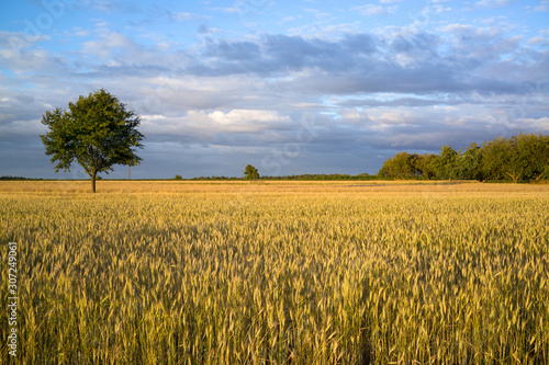 grain fields near Lipce Reymontowskie  Poland