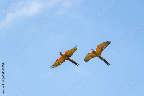 Multiple Red green ara parrot, flying against sky © Ondej