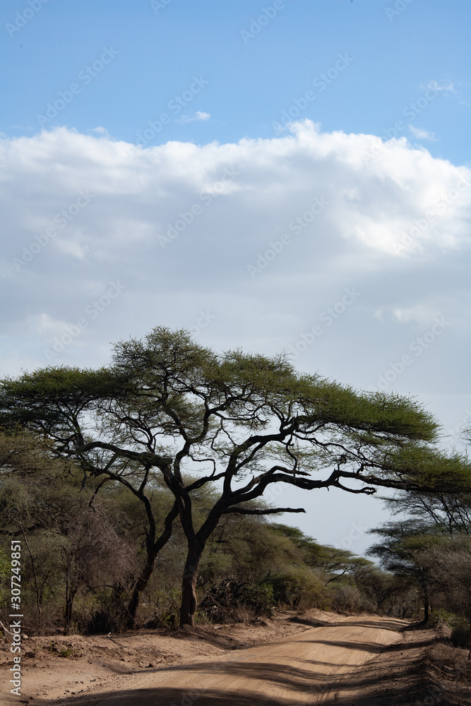 Savana Idyllic way in the Africa