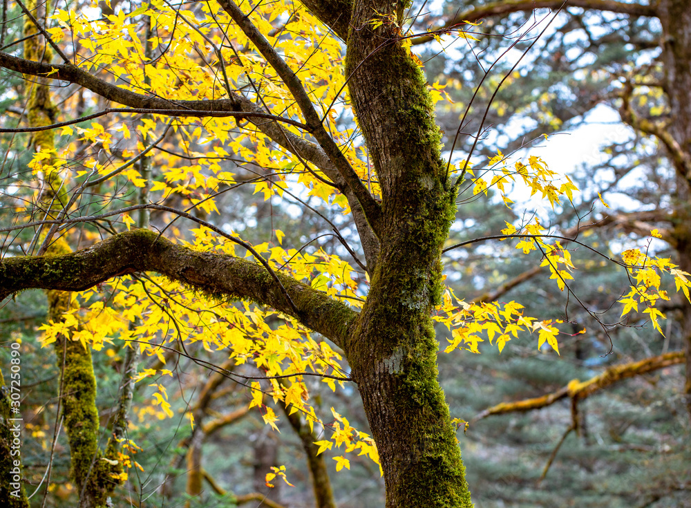 Yellow Autumn leaves and tree with moss covered bark, Yunnan, China Yellow Autumn leaves and tree with moss covered bark, Yunnan, China