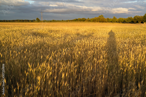 Field of grain Poland near Lipce Reymontowskie, Poland